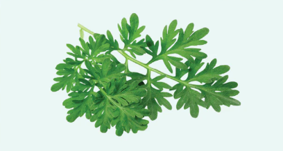 WORMWOOD (THUJONE-FREE)