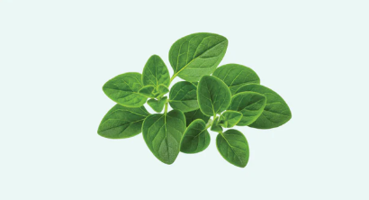 OREGANO LEAF